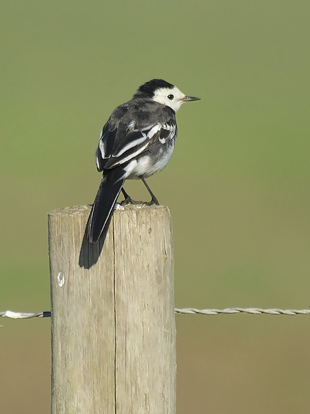 Västäräkki, White Wagtail, Motacilla alba